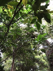 Turpinia ternata