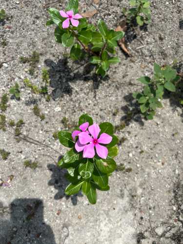 Catharanthus roseus