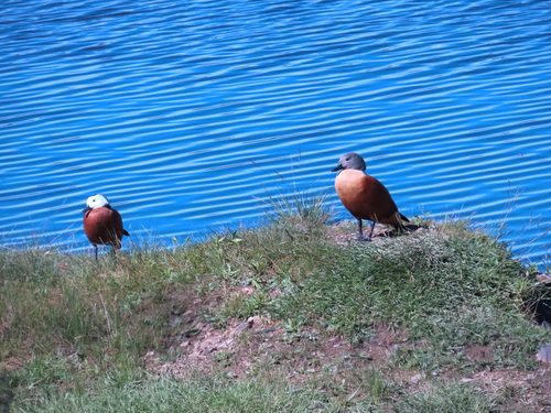iNaturalist image