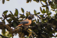 Heterophasia capistrata