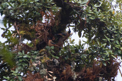 Heterophasia capistrata