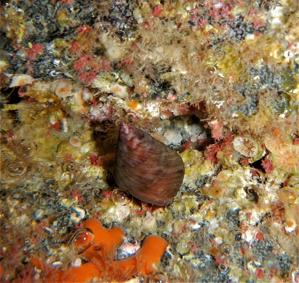 Portuguese top shell