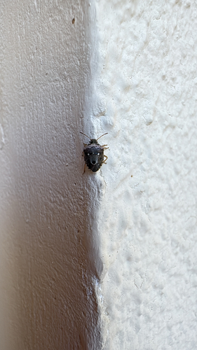 Stagonomus bipunctatus