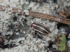 Eudiagogus maryae