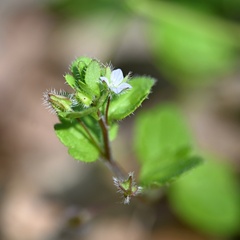 Veronica sublobata, photograph (c) Petr Harant, some rights reserved (CC BY)