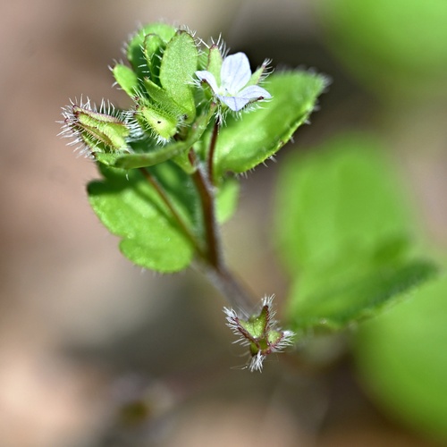 Veronica sublobata, photograph 3