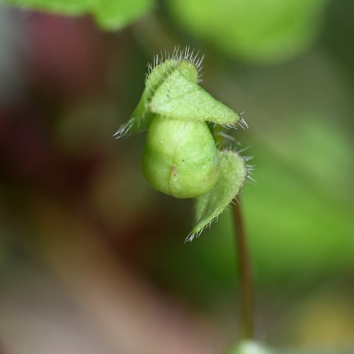 Veronica sublobata, photograph 4