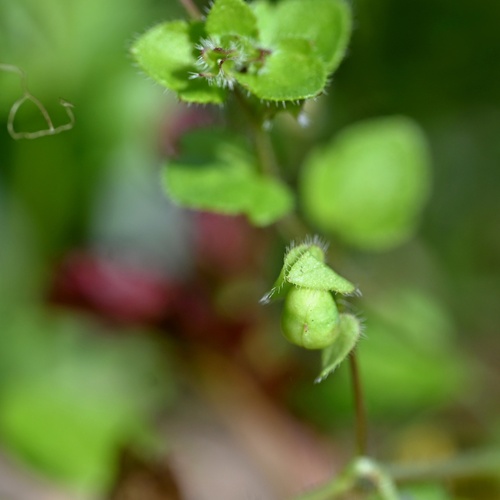 Veronica sublobata, photograph 2