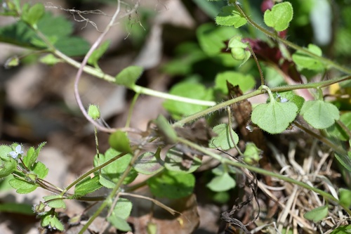 Veronica sublobata, photograph 5