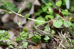 Veronica sublobata, photograph (c) Petr Harant, some rights reserved (CC BY)