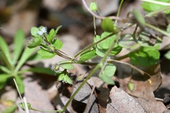 Veronica sublobata, photograph (c) Petr Harant, some rights reserved (CC BY)