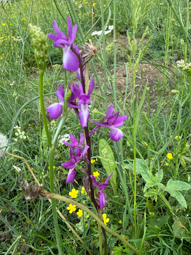 Loose-flowered Orchid