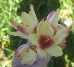 Ixia flexuosa