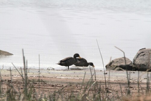 iNaturalist: (c) jandutoit, some rights reserved (CC BY-NC) iNaturalist image