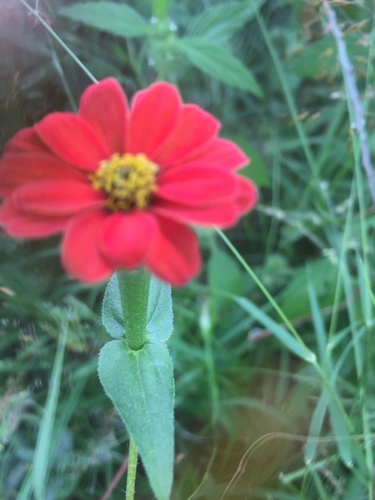 Zinnia peruviana image