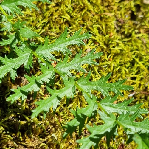 Filipendula vulgaris iNat (2)