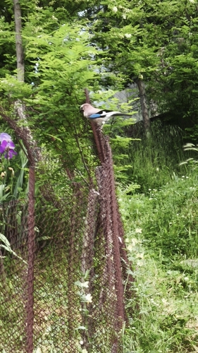 Eurasian Jay