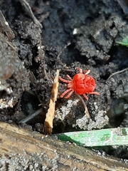 Trombidium holosericeum