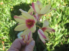 Ixia flexuosa