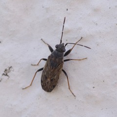 Peritrechus gracilicornis