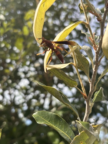 Neotropical Red Paper Wasp