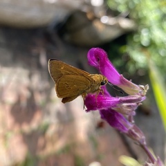 Parnara amalia