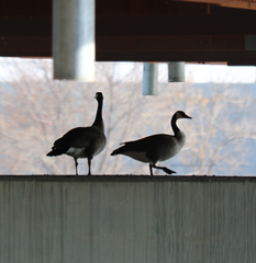 Branta canadensis