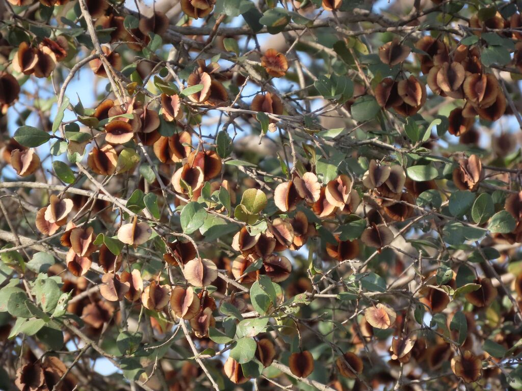 Combretum hereroense; photograph author not stated, no rights reserved