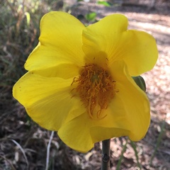 Cochlospermum religiosum
