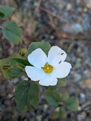 Cistus populifolius, photograph (c) Denis Bastianelli, some rights reserved (CC BY)