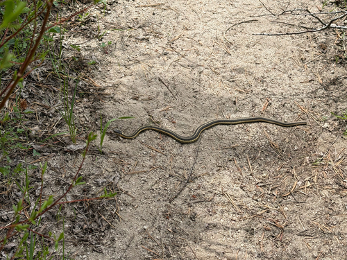 iNaturalist observation photo of Garter Snakes
