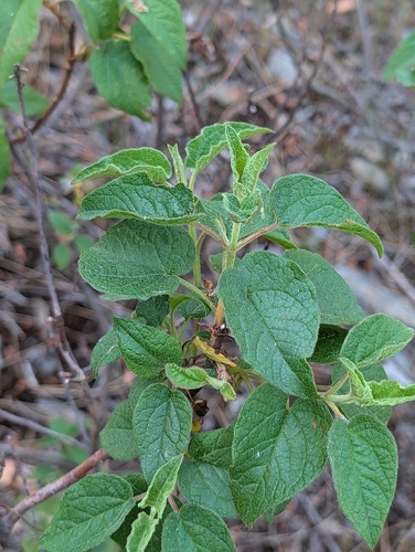 Cistus populifolius, photograph 5