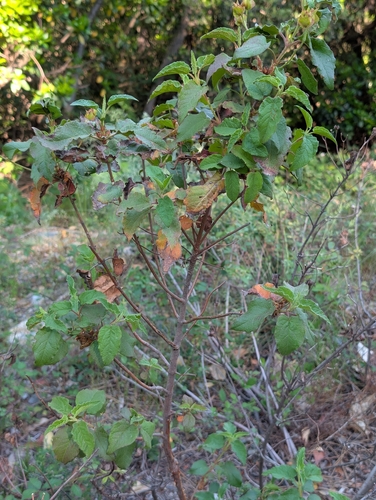 Cistus populifolius, photograph 6
