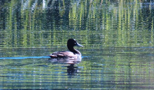iNaturalist image