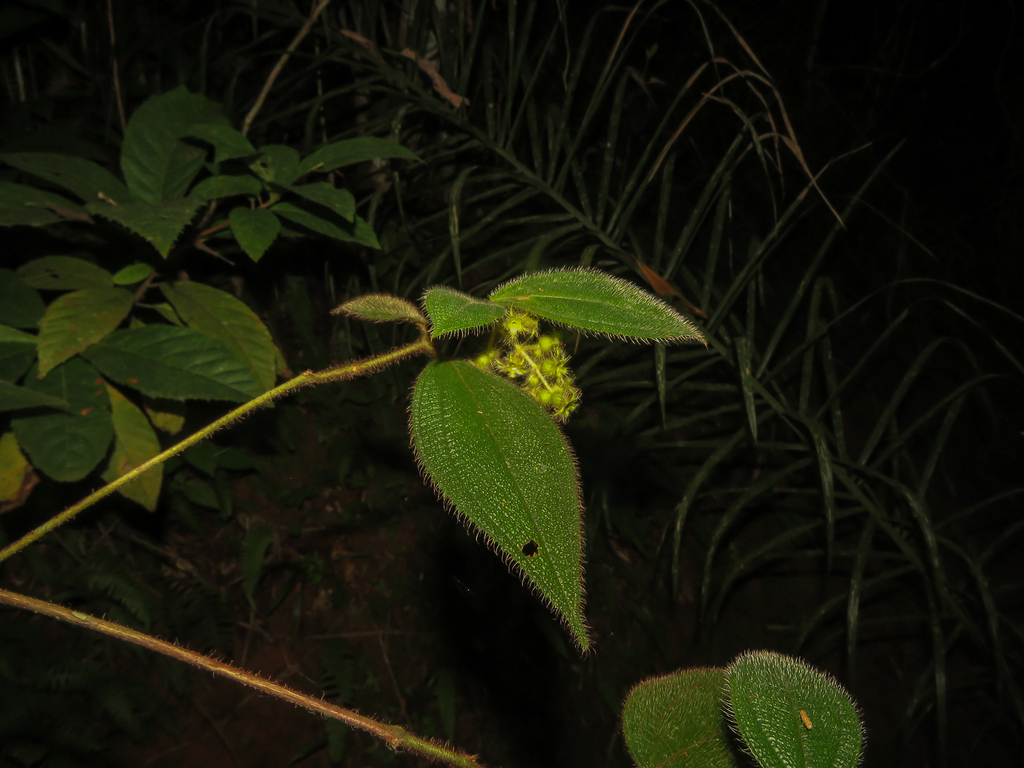 Miconia dependens; photograph (c) Diogo Luiz, some rights reserved (CC BY)