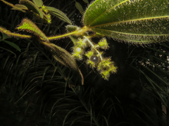 (c) Diogo Luiz, some rights reserved (CC BY) Miconia dependens, photograph (c) Diogo Luiz, some rights reserved (CC BY)