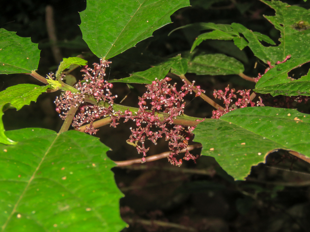 Urera nitida; photograph (c) Diogo Luiz, some rights reserved (CC BY)