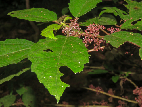 Urera nitida, photograph 3