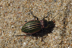 Carabus nitens