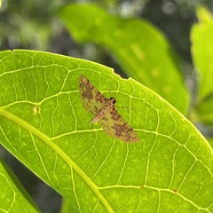 Conogethes haemactalis