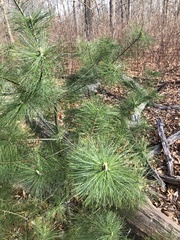Pinus strobus