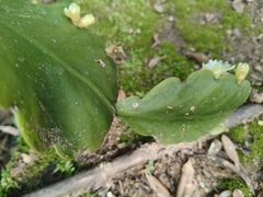 Rhipsalis crispata