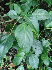 Wild black pepper (Piper rivinoides)