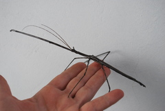 Bactrododema haworthii