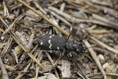 Cicindela sylvatica