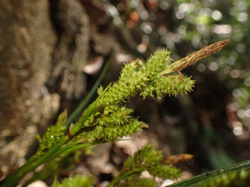 Carex sociata iNat (2)