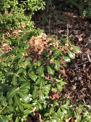Magnoliopsida