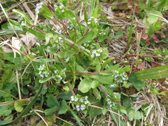 Valerianella locusta
