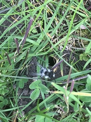 Andrena cineraria