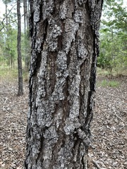 Pinus serotina